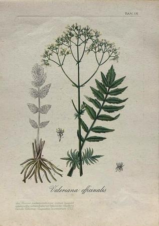 Art work by firma Illeggibile Valeriana Officinalis  - print paper 